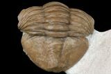 Curled Asaphus Expansus Trilobite - Russia #125677-3